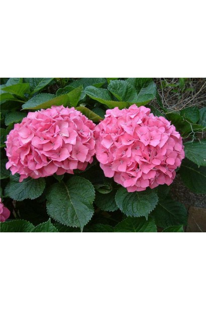 Гортензія широколиста Silky Pink